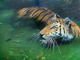 sunderban, tiger, royal bangal tiger