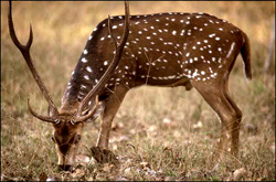 Deer grazing in park