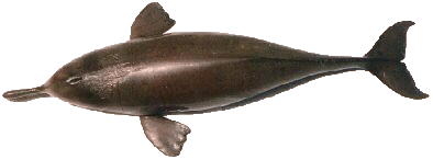 Dolphin in Ganges, Dolphin