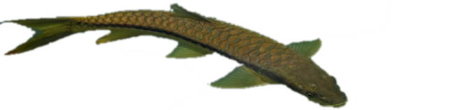 Himalayan Golden Mahseer
