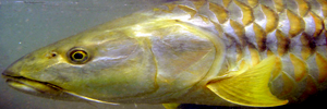 Himalayan Golden Mahseer