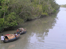 sunderban, mangroves, ganges